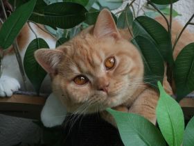 BKH Kater mit Stammbaum