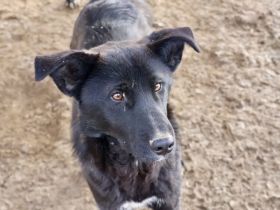 Django möchte auch geliebt werden!