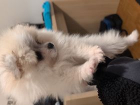 Pomeranian Zwergspitz