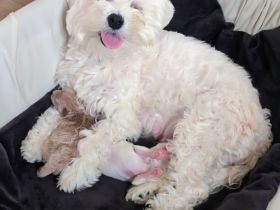 Maltipoo Welpen