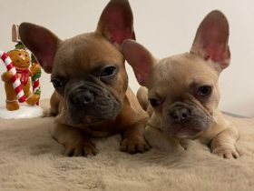 Zwei Bulldoggenherzen auf Familiensuche