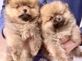 POMERANIAN Bärlis :)