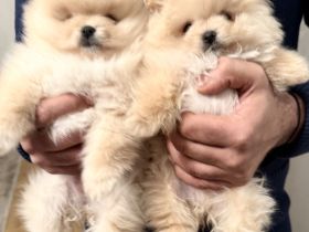 POMERANIAN Bärlis :)