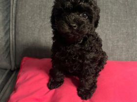 Unser schwarzer Pudel-Zuckerbärchen – 1 Junge sucht sein Herz-Zuhause