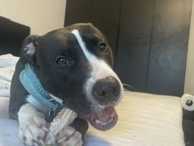 Junge bully xl Hündin