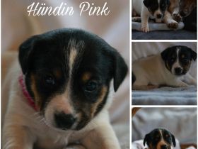 Hübsche Jack Russell Terrier Welpen