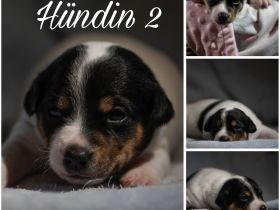 Jack Russel Welpen