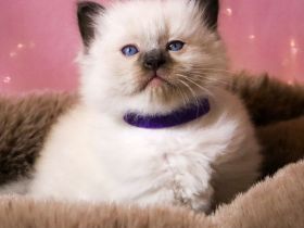 Ragdoll Kätzchen - letzte Mädchen