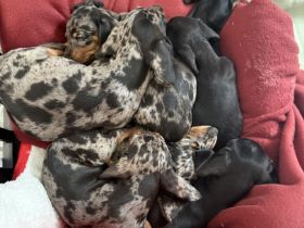 Zwergdackel Welpen suchen ihr für immer Zuhause black tan und tiger