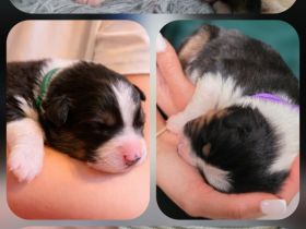 Australian Shepherd Welpen