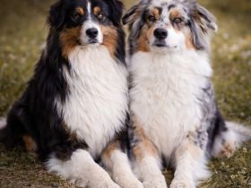 Wurfankündigung Australian Shepherd