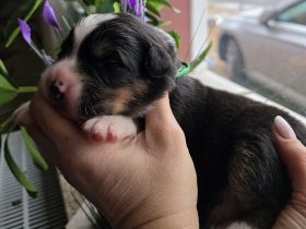 Australian Shepherd Welpen