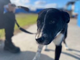 Wer schenkt Karlson das Vertrauen in Menschen zurück?