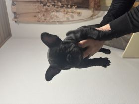 Französische Bulldogge zu verkaufen