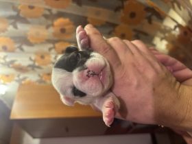 Französische Bulldogge zu verkaufen
