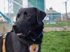 Schwarze Schönheit Anouk sucht ihre Menschen