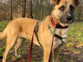 Sanfte Sandra sucht schützendes Zuhause