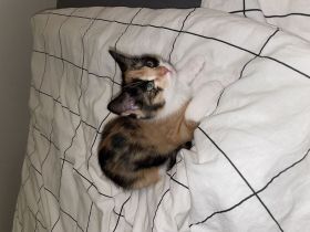 Europäisch Kurzhaar Süßes Katzenmädchen – 14 Wochen alt – sucht liebevolles Zuhause