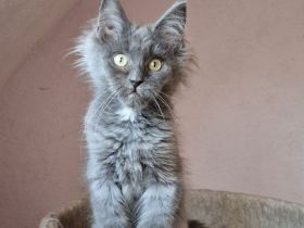 Maine Coon Boys mit Stammbaum.