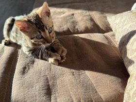 Bengal Kitten