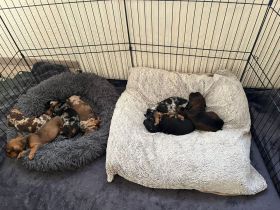 Dackelwelpen suchen neues Zuhause