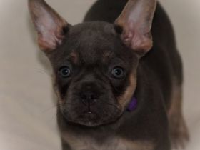 Freddy - Französische Bulldoggen Welpen von ausgewerteten Elterntieren mit Ahnentafel