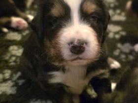 Zuckersüße Berner Sennenwelpen aus Liebevoller Zucht vom Wolkmannsberg