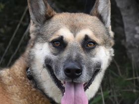 Gino - Pflegeplatz als Einzelhund gesucht