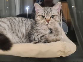 Wunderschöne Whiskas und Silver Shaded Kitten