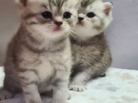 Wunderschöne Whiskas und Silver Shaded Kitten