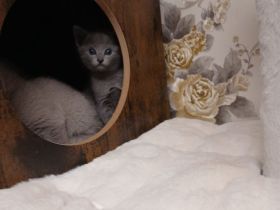 Zwei wunderschöne Russisch Blau Kitten