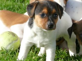 Jack-Russel