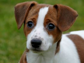 Jack-Russel