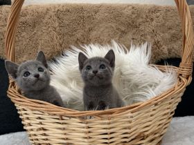 Russisch Blau Kitten "von Prinzbach" mit exzellentem Stammbaum