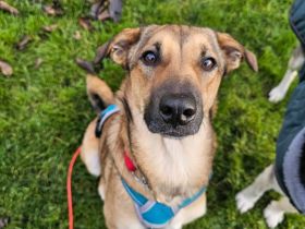 Malou/Marusja - Auf Pflegestelle in 07607 Eisenberg