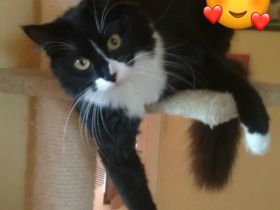 2 Maine Coon Mix Damen