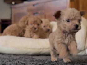 Toypudel Toy Pudel Welpen