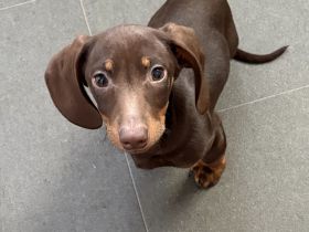 2 Zwergdackel Welpen zu verkaufen