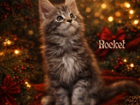 Maine Coon Kitten aus liebevoller Familienaufzucht