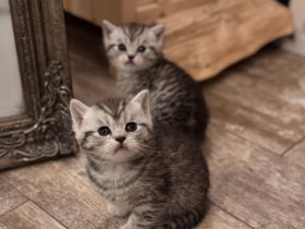 BKH Katzen zu verkaufen