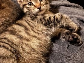 Süße Babykätzchen im Alter von 12 Wochen