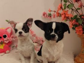 Süße Chihuahua-Welpen