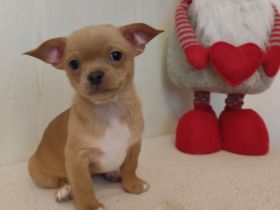 Süße Chihuahua-Welpen