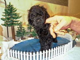 Zwei Zwergpudel Welpen zuverkaufen