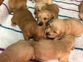 🐾 Wunderschöne Golden Retriever Welpen suchen ein liebevolles Zuhause 🐾