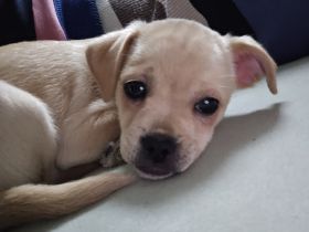 Chihuahua Hündin abzugeben