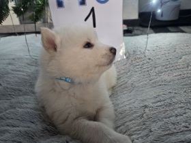 Siberian Husky Alaskan Malamut welpen