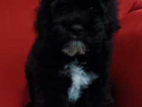 American Cockerpoo mit Ahnennachweis