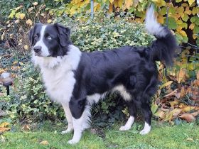 Deckrüde (kein Verkauf)