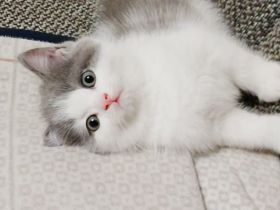 Britisch kurzhaar bkh kitten